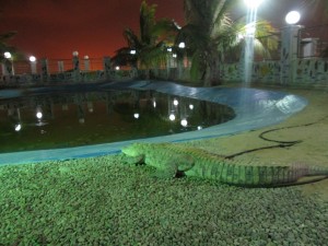 IMG_0483