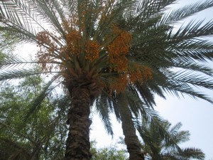 IMG_0553