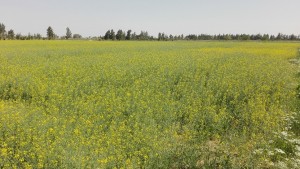 IMG_20160318_093833