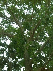 IMG-20160402-WA0018
