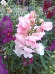 IMG-20160402-WA0024