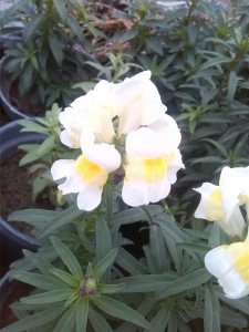IMG-20160402-WA0025