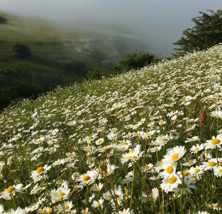 سولماز مهاجری
