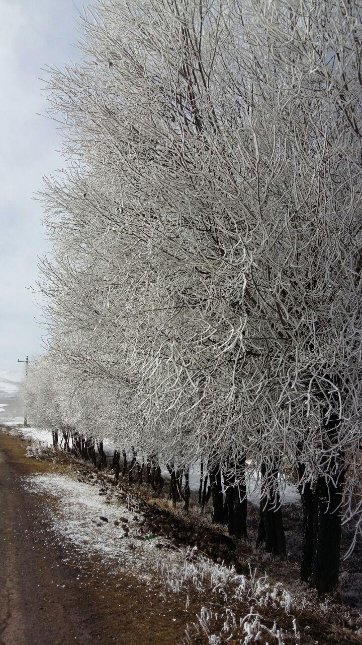 سولماز مهاجری