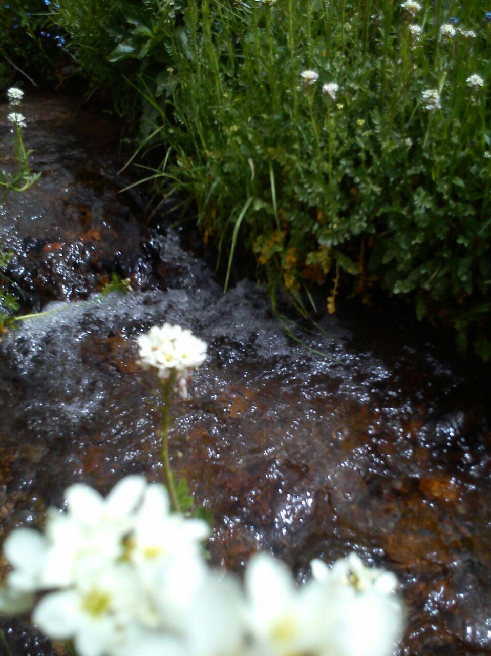سولماز مهاجری