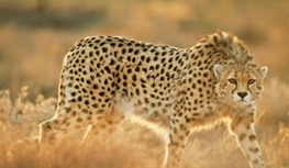یوز